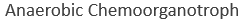 <p>WAIT! What even are obligate fermenters</p>