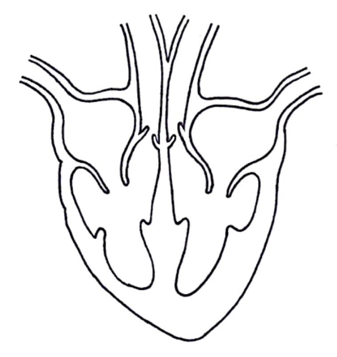 <p>Show the direction of blood flow through the heart on the diagram below</p>