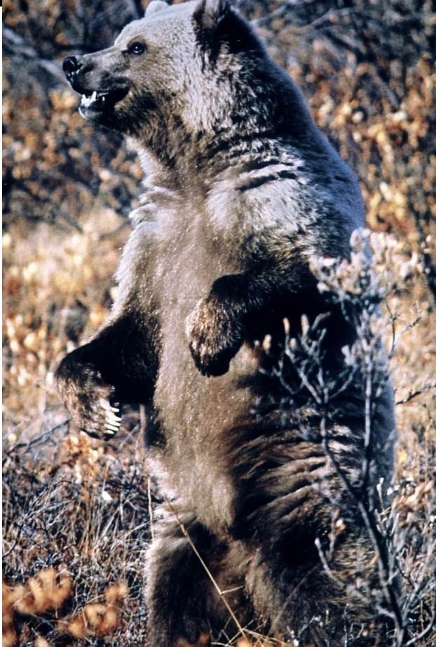 <p>Locomotor Adaptation: Ambulatory</p>