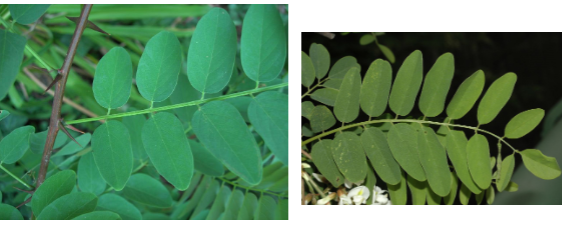 <p>Alternate, pinnately compound leaf with 7-19 oval leaflets and a pair of spiney stipules.</p>