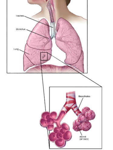 <p>bronchioles</p>