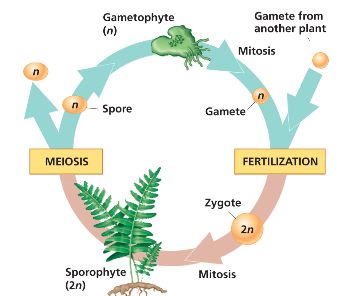 <ol><li><p>Fertilization: Gametes (1N) fuse, creating a zygote sporophyte.</p></li><li><p>Mitosis: Zygote sporophyte undergoes mitosis to grow into a young sporophyte and then into an adult sporophyte.</p></li><li><p>Sporogenesis and meiosis: Sporophyte produces spores via meiosis from sporocytes.</p></li><li><p>Germination: Spore grows into gametophyte.</p></li><li><p>Gametogenesis: Gametophyte produces gametes via mitosis, with the gamete depending on the plant’s gametangium.</p></li></ol>