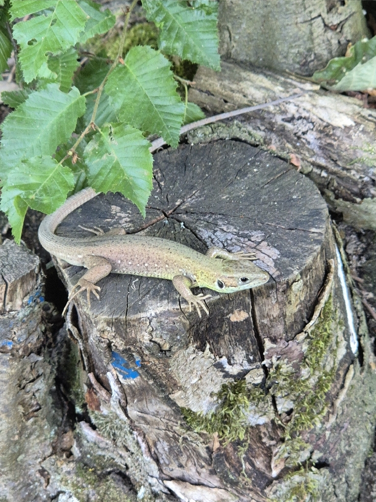 <p>Lacerta virdis</p>