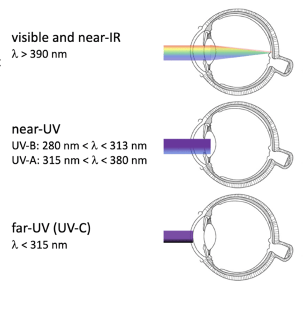 <p>>390 nm</p>
