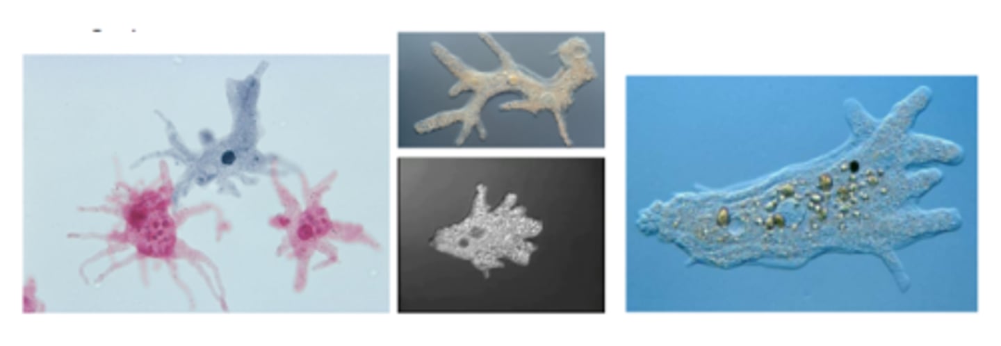 <p>What is the GENUS of the organism pictured?</p>