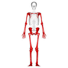 <p><strong>UPPER AND LOWER LIMB BONES</strong></p><ul><li><p>The Arm, Hips, and Leg bones</p></li></ul><p></p>