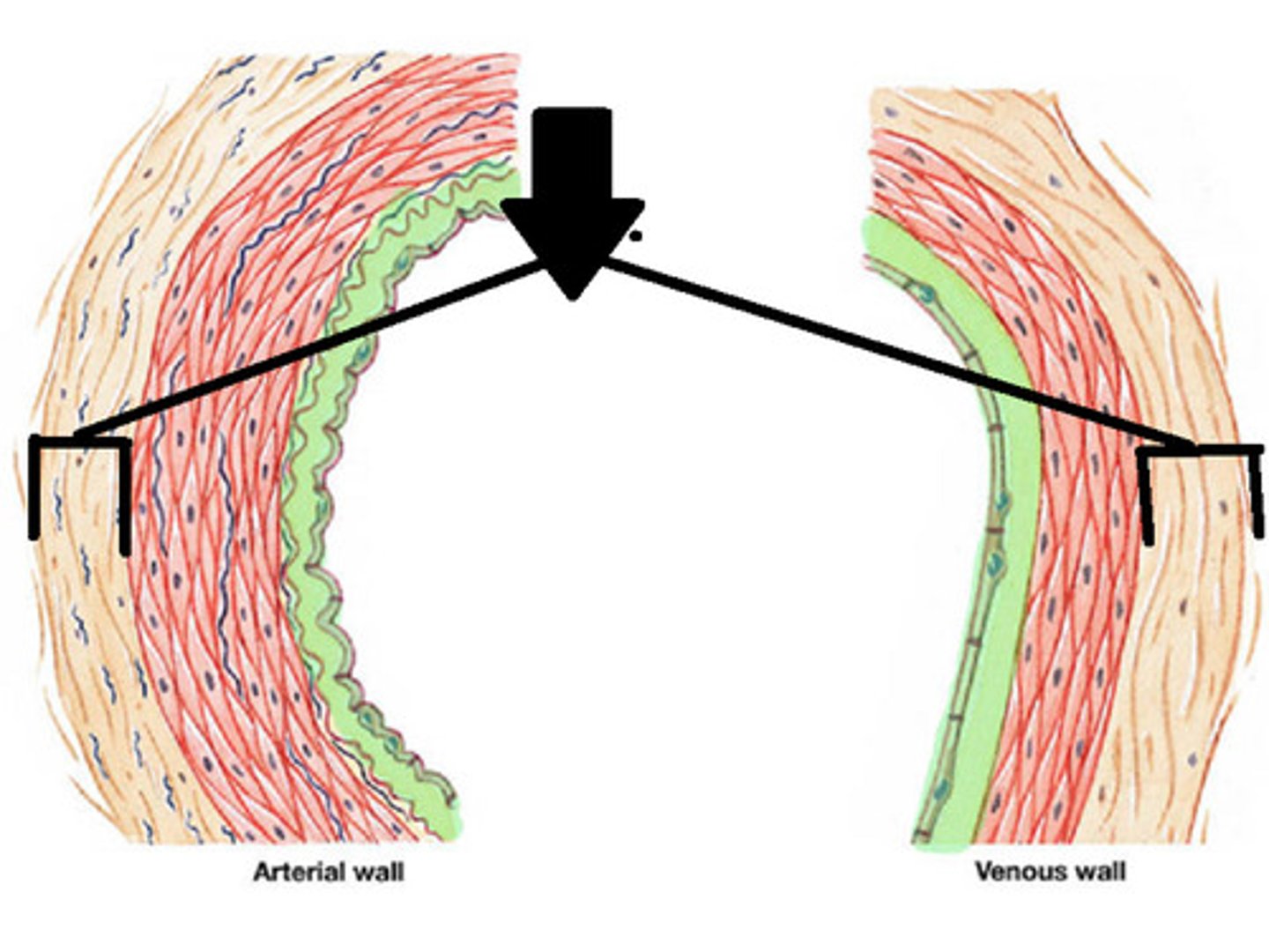 <p>A thin layer of loose connective tissue that binds an organ to surrounding tissues or organs</p>