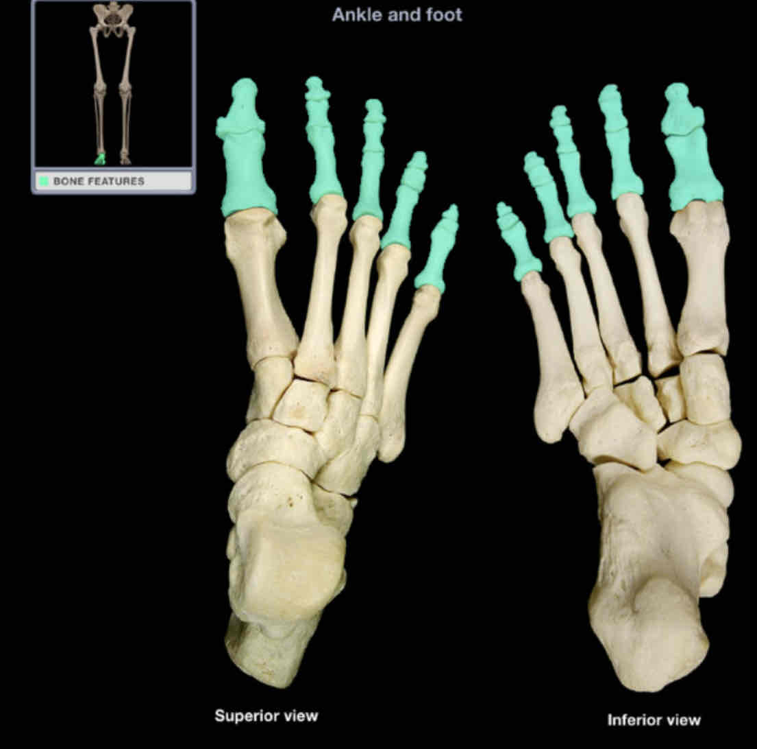 <p>Phalanges of toes</p>