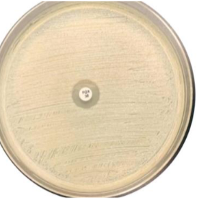 <p>what suspectibility testing could you do for S. aureus</p>