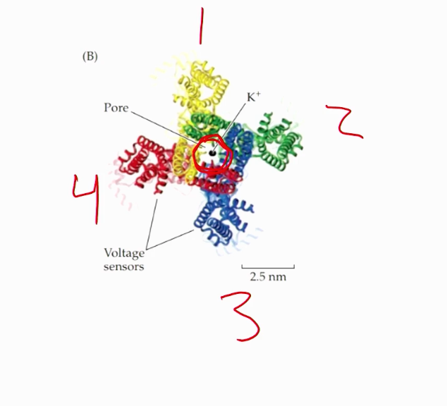 <p>The voltage gated section (labelled 1-4 in the image), with the 4th bar being the most important for sensing voltage, the LINKER between bar 4 and bar 5, and the pore loop for potassium connected.</p>