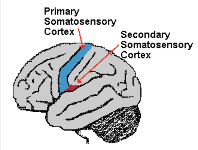 <p>on the dorsal wall of the lateral sulcus</p><p>has less discriminative aspects of sensation like processing pain information</p><p>comes from VPL or VPM from the thalamic nuclei (somatosensory pain)</p>