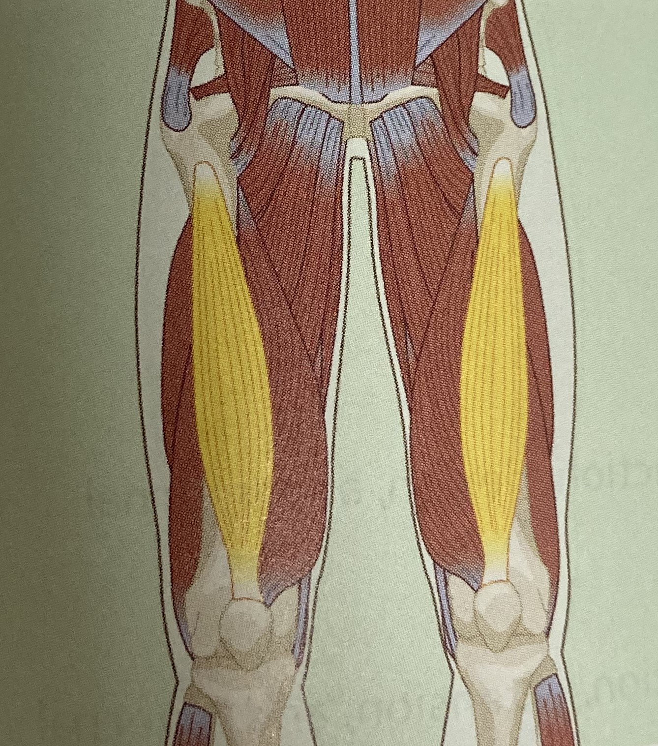 <ul><li><p>category: quadriceps</p></li><li><p>origin: anterior, lateral region of the femur</p></li><li><p>insertion: base of patella and tibia</p></li><li><p>isolated function: concentric knee extension</p></li><li><p>integrated function: eccentric knee flexion, adduction, and internal roation</p></li><li><p>stabilizes the knee</p></li></ul><p></p>