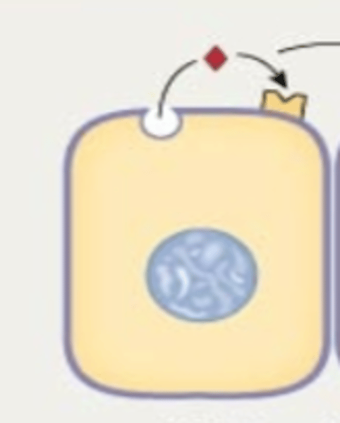 <p>signal that is sent and received by the same or similar nearby cells</p>