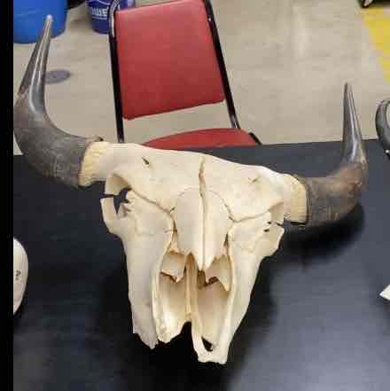<ul><li><p>Order- Artiodactyla </p></li><li><p>Fam- Bovidae</p></li></ul><p>large with distinct hump in the shoulder region. head neck shoulders and forelegs with long shaggy hair. hind parts of body with short hair. hairs short and curved covered in keratinous sheath. four chambered stomachs and digest cellulose through bacterial fermentation. postorbital bar at rear of orbit. pits in front of the orbits are often present. cheek teeth hypsodont and selenodont. upper incissors are absent. on the lower jaw, three incissors are present on each side of the jaw. and in addition the canines are modified to ressemble additional pair of incissors. missing on upper jaw. </p>