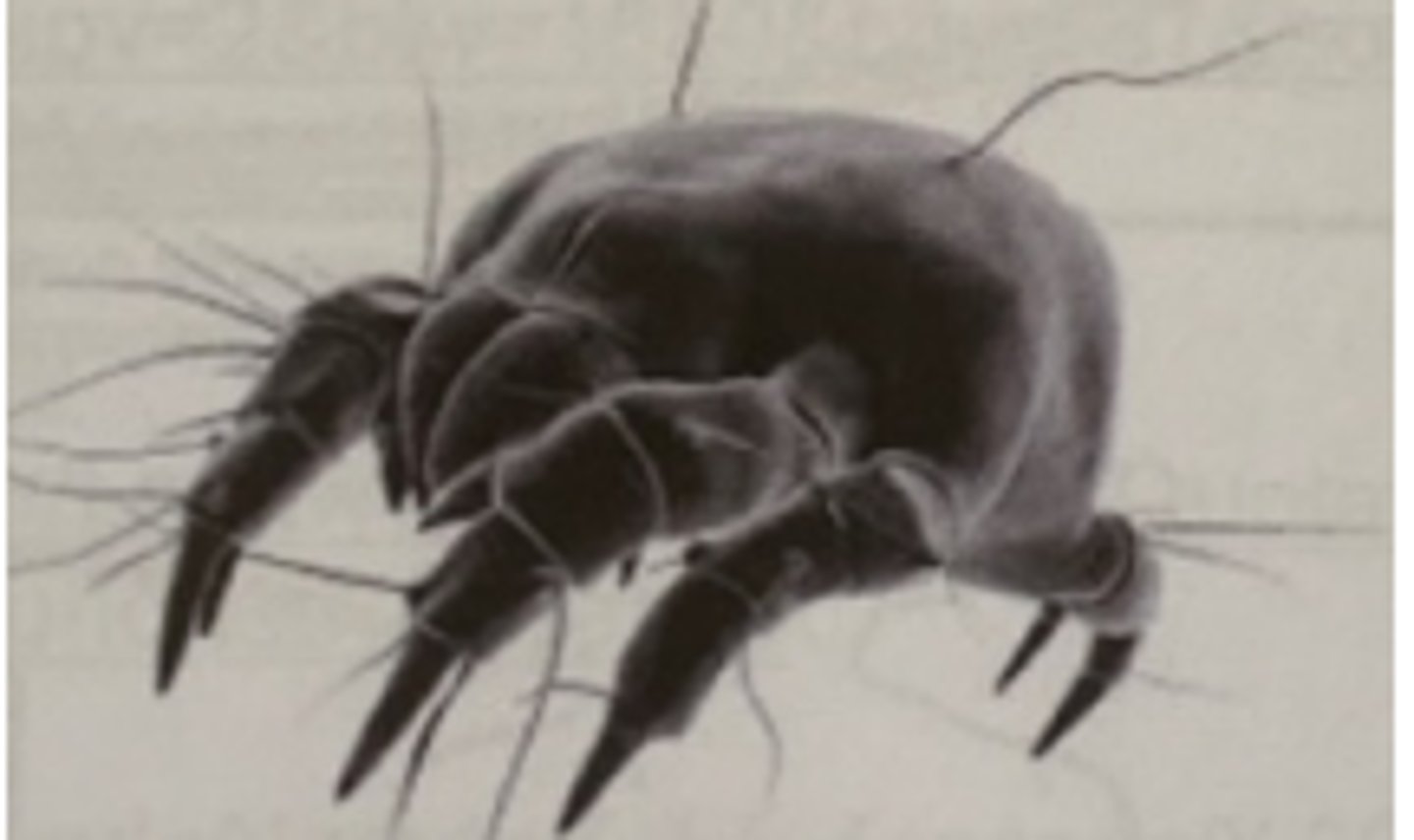 <p>8 legs</p>