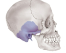 <p>Temporal bones</p>