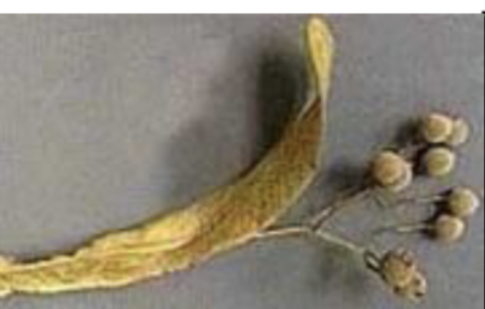 <p>winged braced fruit, ridged nutlike fruit, peduncle</p>