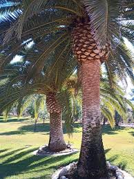 <p>Canary Island Date Palm</p>