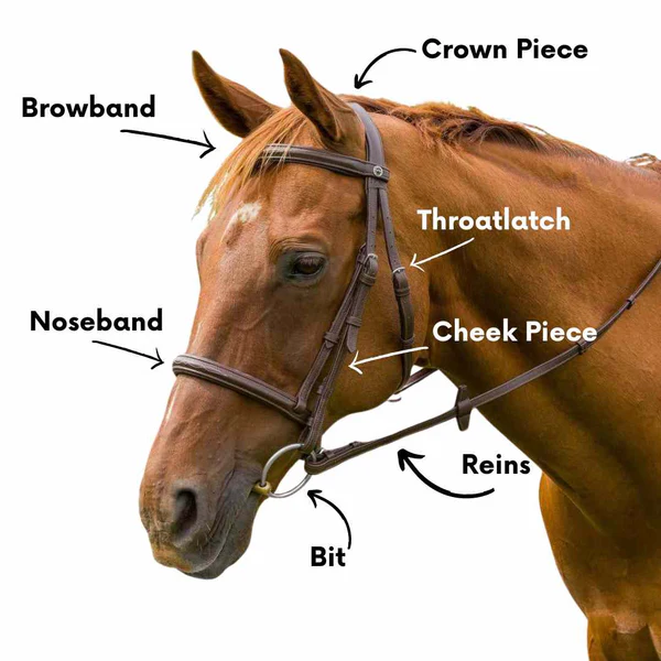 <p>Nose band, Brow band, Throat Latch, Bit, Crown Piece, Cheek Piece</p>