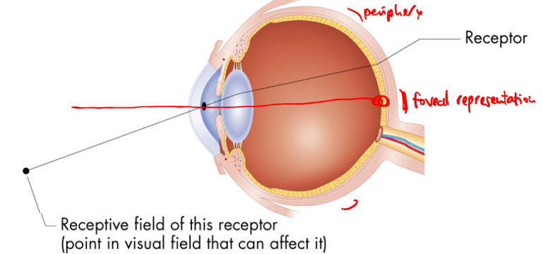 <p>angle of the visual field from which light evokes a response from a cell</p><ul><li><p>the area/point in the visual field that a single receptor in our eye will respond to, that area is the receptor’s receptive field</p></li></ul><p></p>
