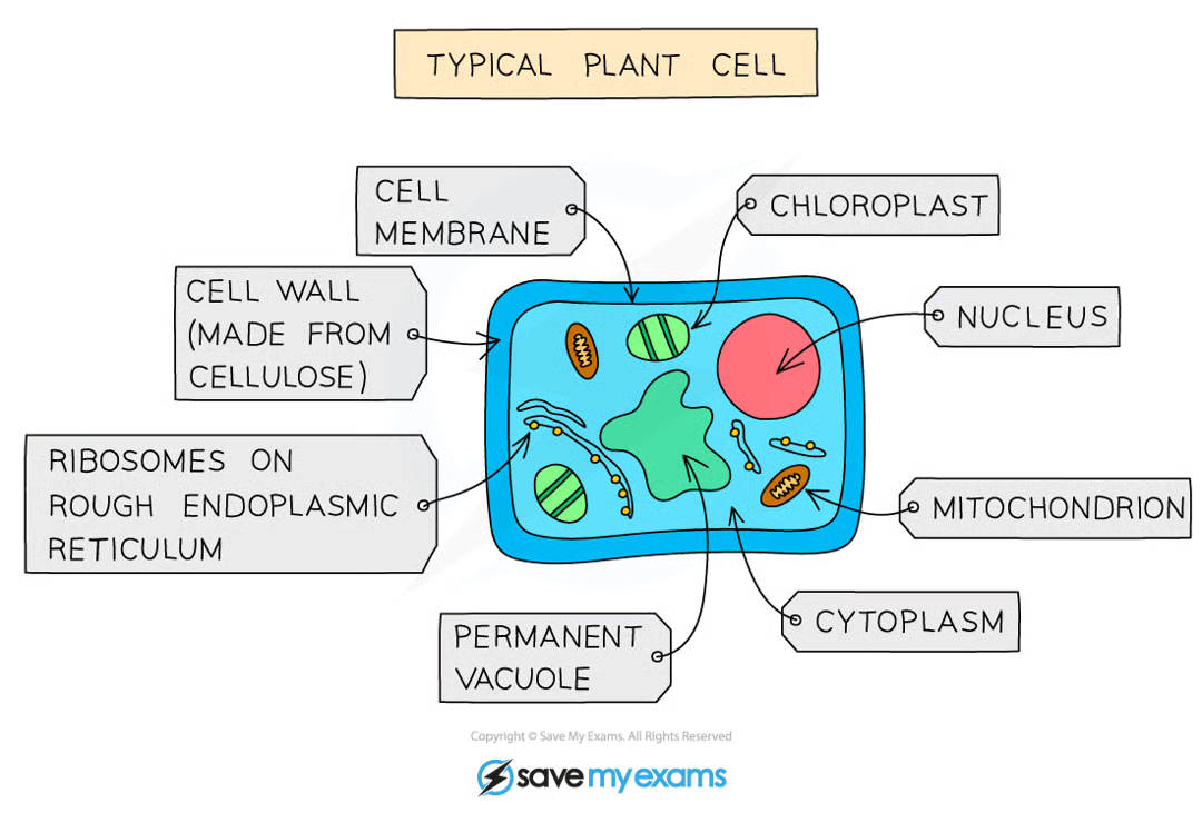 <ul><li><p>multicellular</p></li><li><p>cells contain a nucleus, chloroplasts and cellulose cell walls</p></li><li><p>feed by photosynthesis</p></li></ul><p></p>