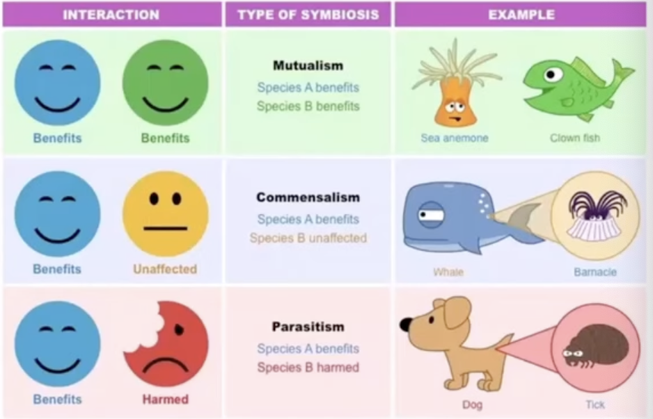 <p>long-term close relationship between two species </p><ul><li><p>mutualism (+,+)</p></li><li><p>commensalism (+, 0)</p></li><li><p>parasitism (+,-)</p></li></ul>