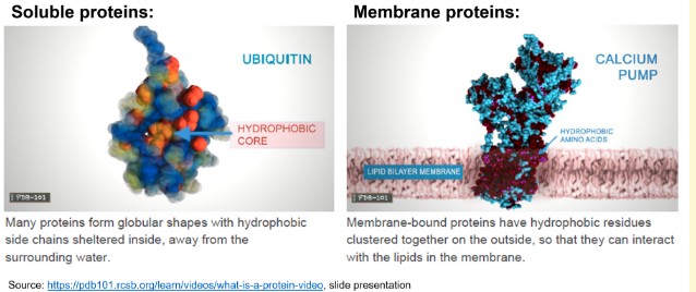 <p><br><span>X has a nonpolar core with a polar outer layer, Y has a polar core with a nonpolar outer layer</span></p><ul><li><p>Charged and polar, hydrophilic R-groups&nbsp;<u>generally map to surfaces</u>&nbsp;on intracellular, non-membrane bound, soluble proteins. Here, they can interact with the water.&nbsp;<span>Apolar, hydrophobic R-groups&nbsp;</span><u>tend to be buried</u><span>&nbsp;in the cores of soluble proteins due to the hydrophobic effect.</span></p></li><li><p>The membrane is a phospholipid bilayer with a hydrophobic interior (due to the non-polar tails of the phospholipids) and hydrophilic exterior (due to the polar heads of the phospholipids). A protein located in the membrane generally has hydrophobic residues exposed on the surface. These hydrophobic residues are in contact with the inner, hydrophobic part of the phospholipid bilayer.</p></li><li><p><span>The "generally map to surfaces", and “tend to be buried” are important here; other amino acids are possible, but there is a&nbsp;</span><u>tendency</u><span>&nbsp;for certain amino acids on the outside or on the inside.</span></p></li></ul><p></p>