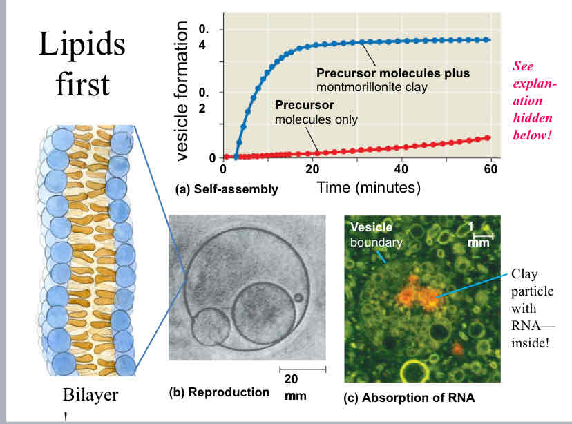 <p>Lipids first hypothesis</p>