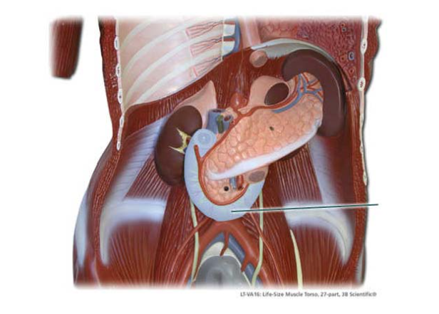 <p><span>Identify the highlighted region of the small intestine.</span></p>