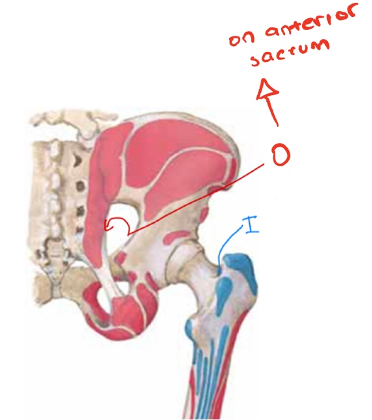 <p>What muscle forms attachments at these cites?</p>