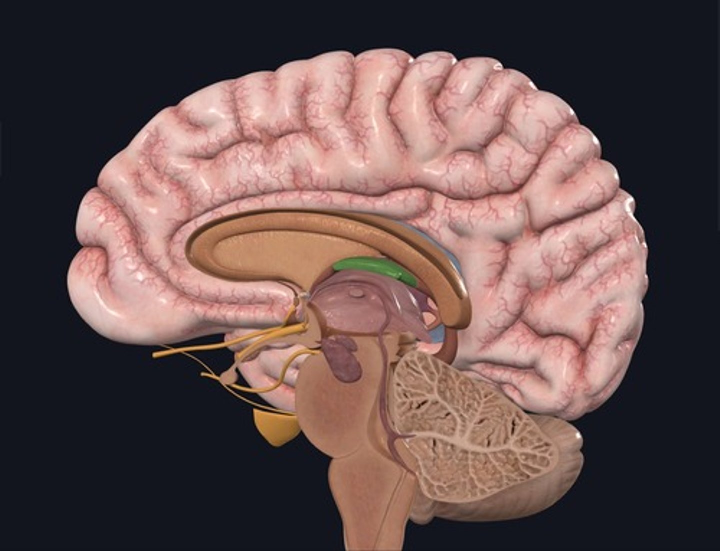 <p>Name the structure highlighted green.</p>