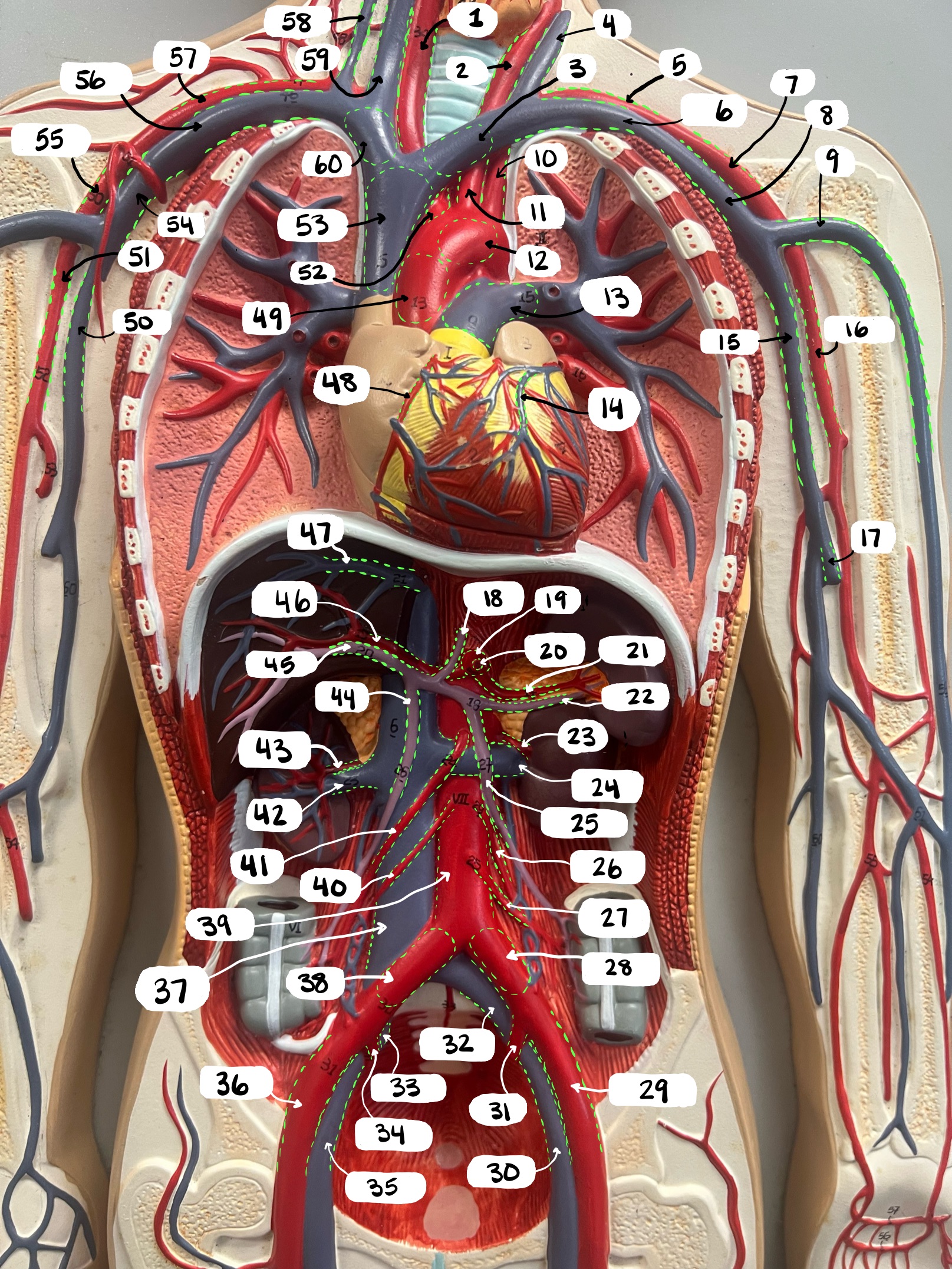 <p>14</p>