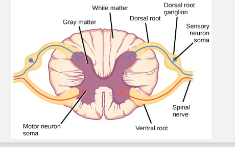 <p>what is grey matter comprised of </p>