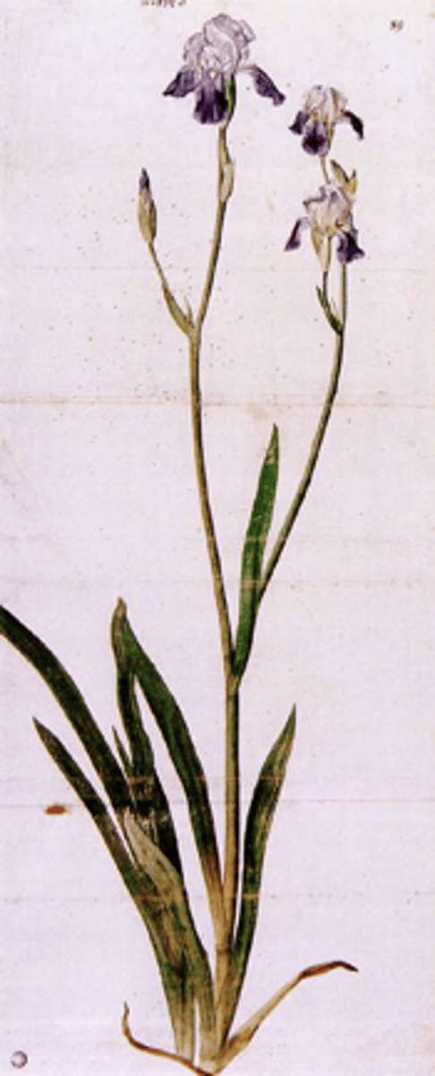 knowt flashcard image