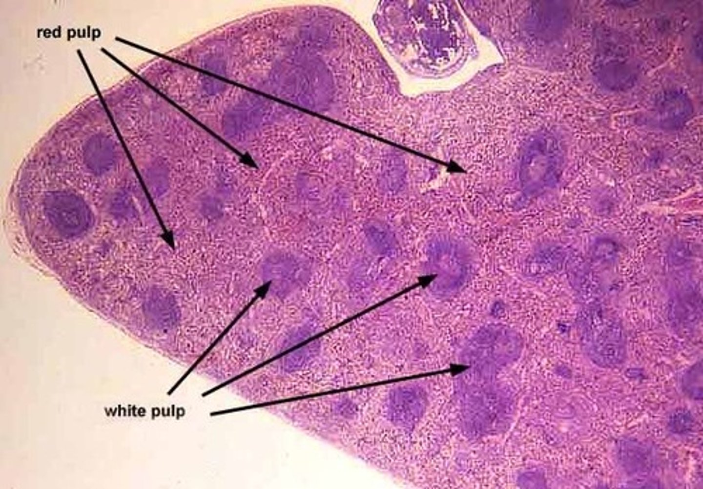 <p>What organ is this?</p>