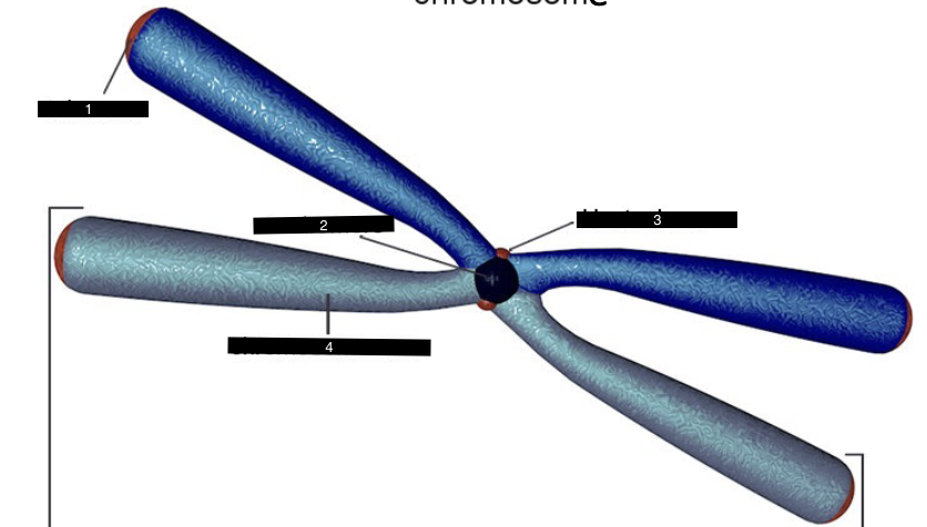<p>what makes up a chromosome</p>