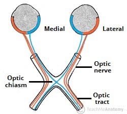 <p><br><span style="font-family: hurme_no2-webfont, -apple-system, system-ui, sans-serif">point at which optic nerve fibers cross in the brain</span></p>