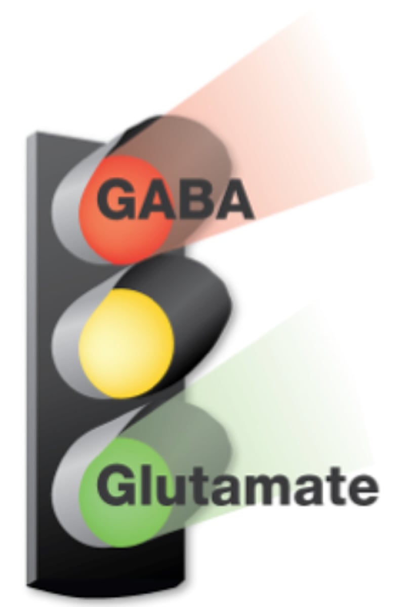 <p>The brain's main excitatory neurotransmitter.</p>