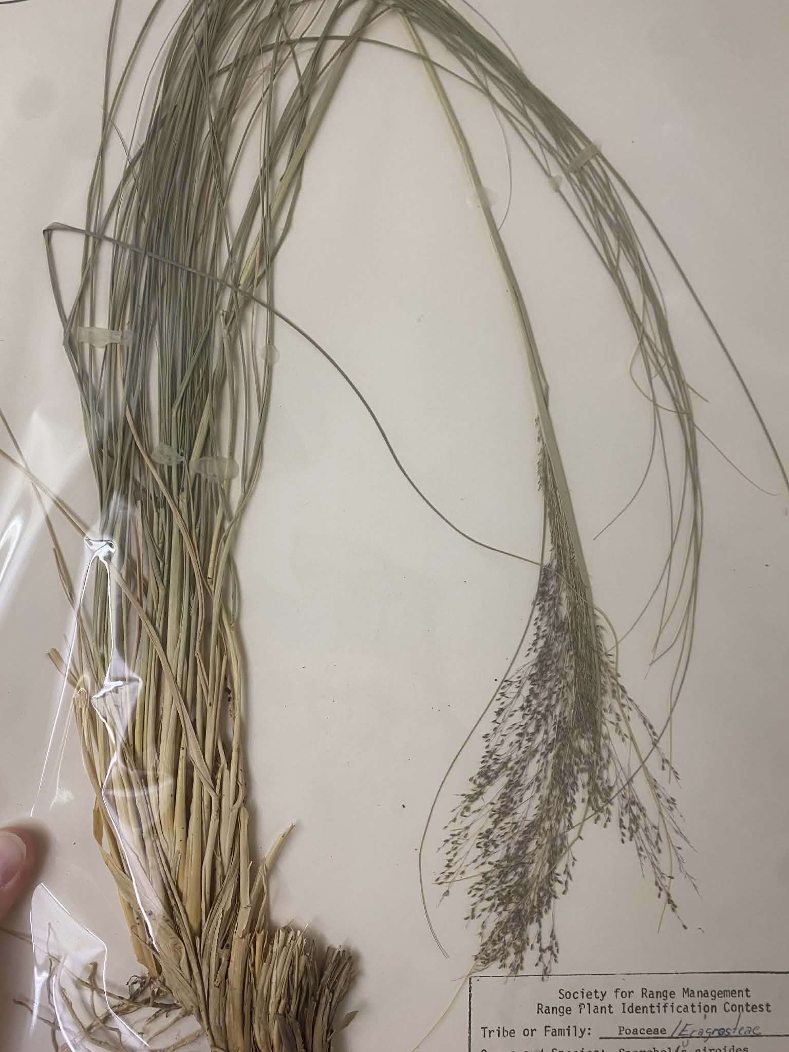 <p>Eragrosteae, P, N, Sporobulus airoides, alkali sacaton</p>