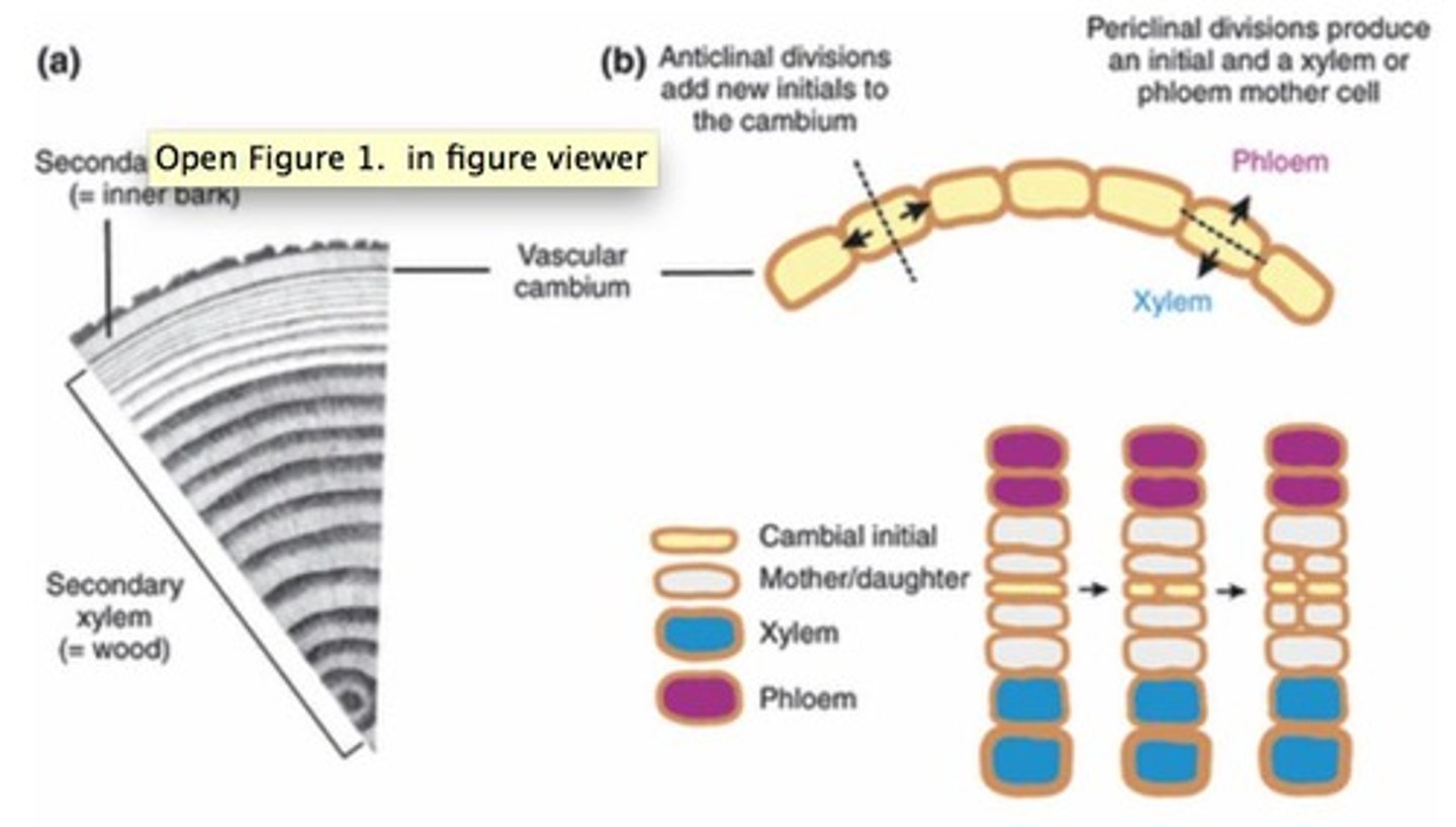 <p>It divides bifacially to produce secondary phloem on the outer side and secondary xylem on the inner side.</p>