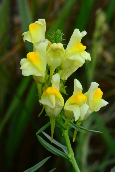 <p>The yellow toadflax has a unique snapdragon-like flower that makes it stand out. But how do you distinguish the invasive plant from the native northern bedstraw look-alike when neither are flowering?</p>