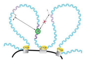 <p>Insulator elements limit which promoters enhancers can activate by keeping enhancers/promoters within their boundaries.</p><p></p><p>Insulator elements bind specialized proteins (i.e. CTCF) that limit the promoters that a given enhancer can influence.</p>