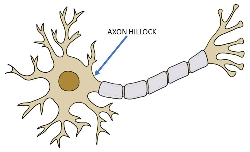 <p>transports electrical impulses to other neurons via the terminal branches</p>