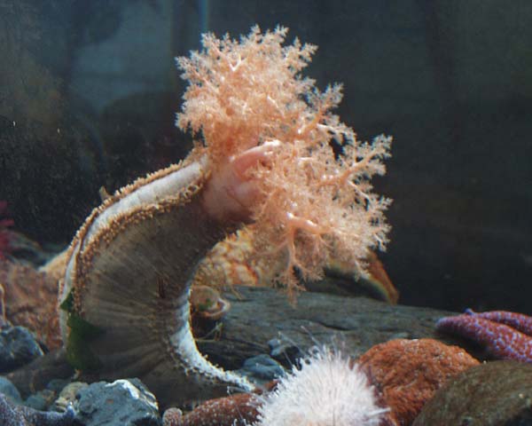 <p>Cucumaria (Sea cucumber)</p>
