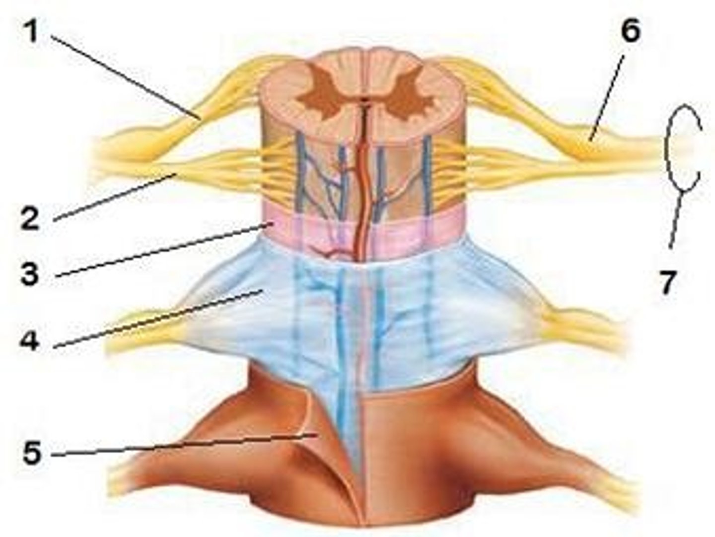 <p>Innermost meningeal layer, extends to coccyx.</p>