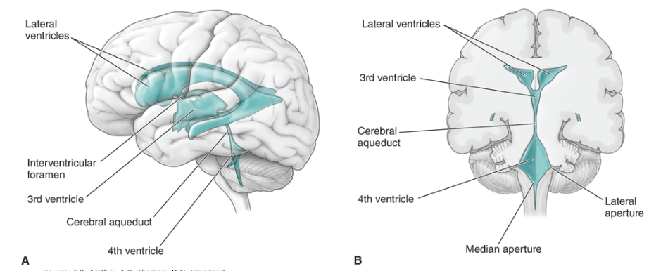 <p>cavities in the brain that produce and circulate CSF </p>