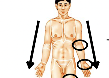 <p>The wrist to the elbow?</p>