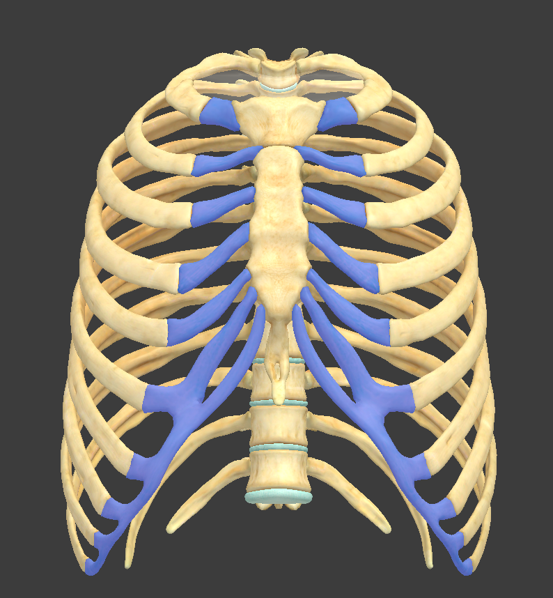 <p>What is the highlighted structure</p>