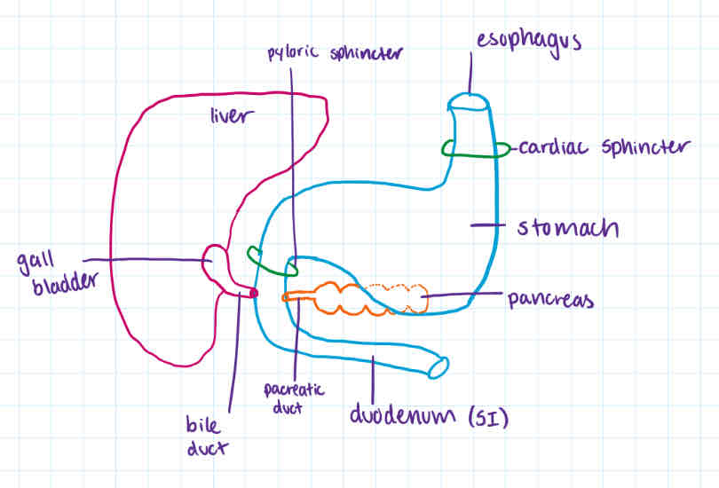 <p>close to pancreas </p>