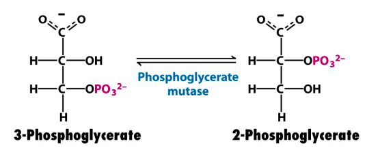 3-phosphoglycerate to 2-phosphoglycerate